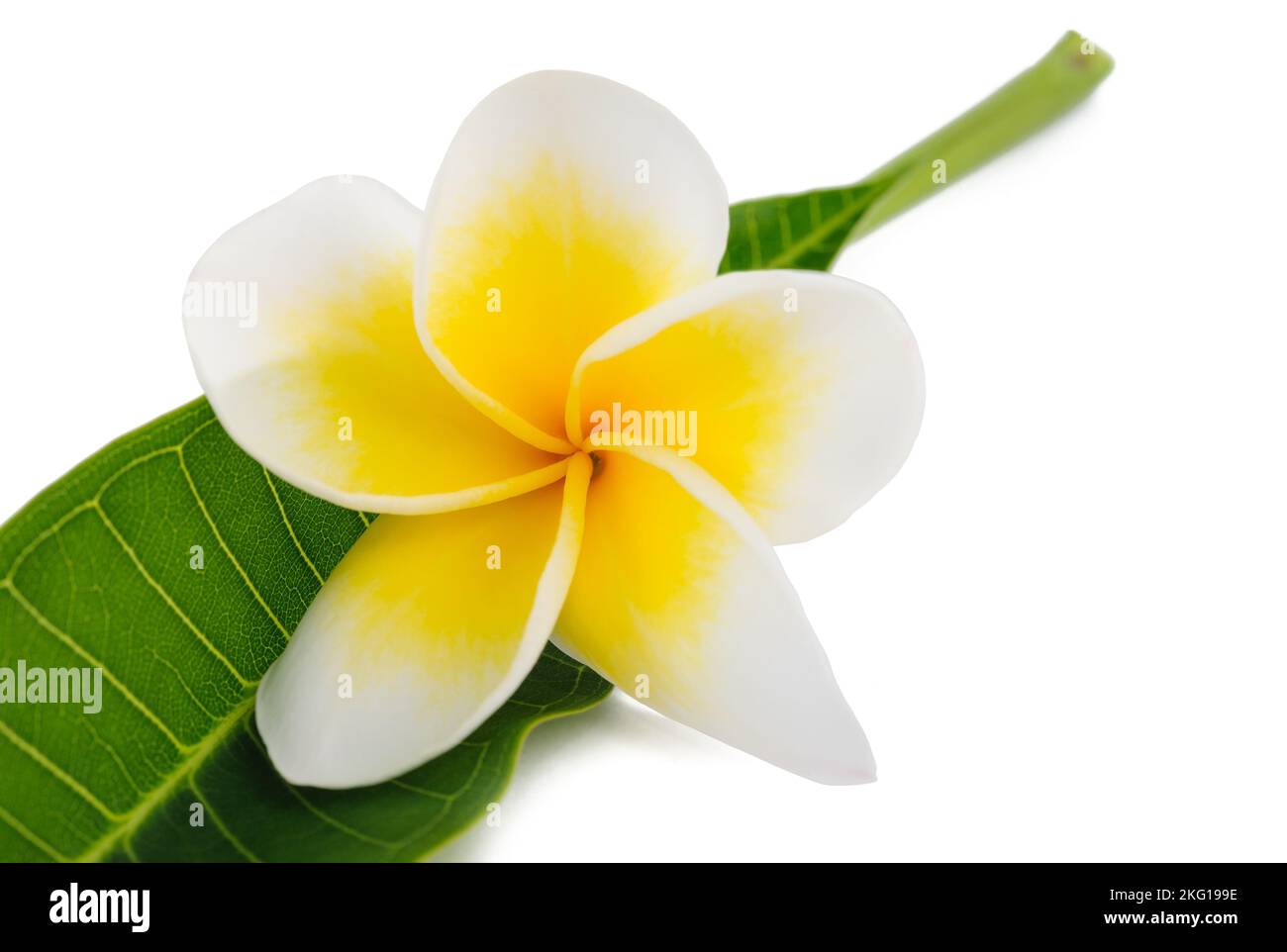 Frangipani fiore con foglia isolato su bianco Foto Stock