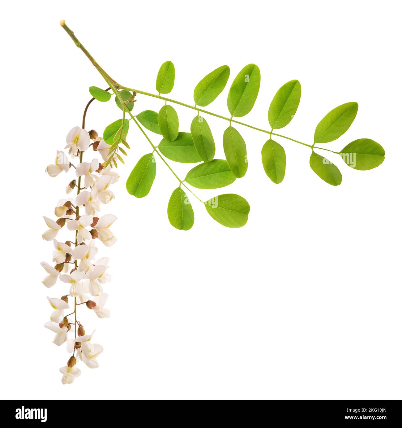 Ramo nero di locusta e fiori isolati su sfondo bianco Foto Stock