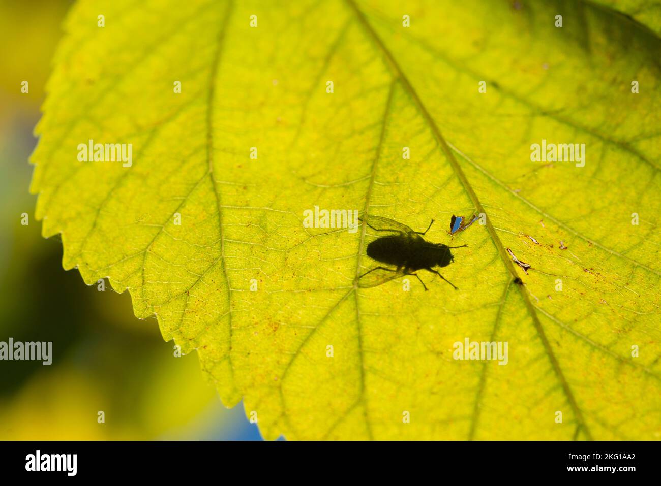 Italia, Lombardia, volare su una foglia in controluce Foto Stock