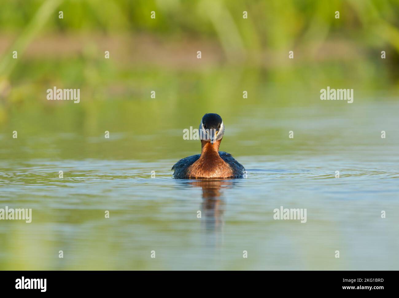 Verde dal collo rosso, Podiceps grisegena, in estate allevamento piumaggio nuoto in acque calme verso lo spettatore Foto Stock