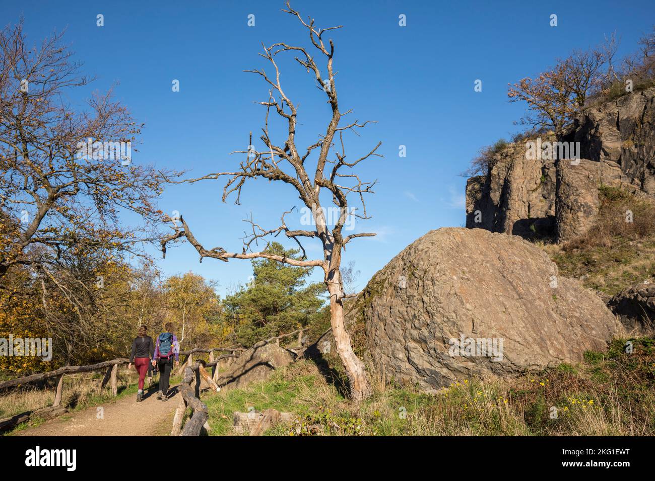 Parete rocciosa del monte Stenzelberg nella catena montuosa di Siebengebirge vicino a Koenigswinter, la montagna serviva come cava per latite di quarzo fino al Foto Stock