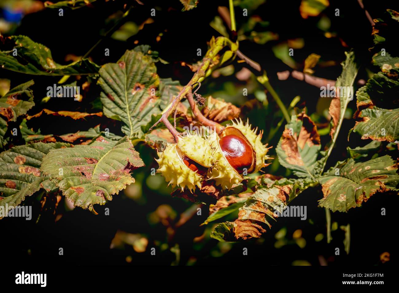 Marrone frutto tra foglie verdi albero Foto Stock
