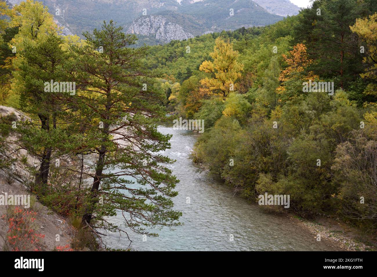 Pini, Foresta d'autunno e fiume Verdon nella gola del Verdon Alpes-de-Haute-Provence Provenza Francia Foto Stock