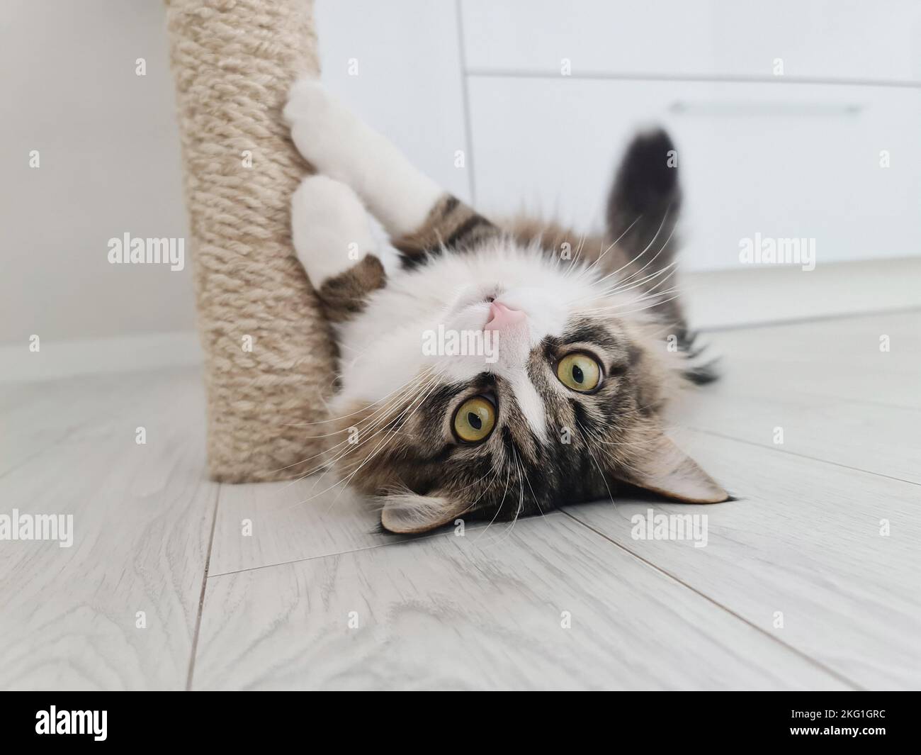gatto sta giocando vicino al tavolo da cucina . Foto Stock