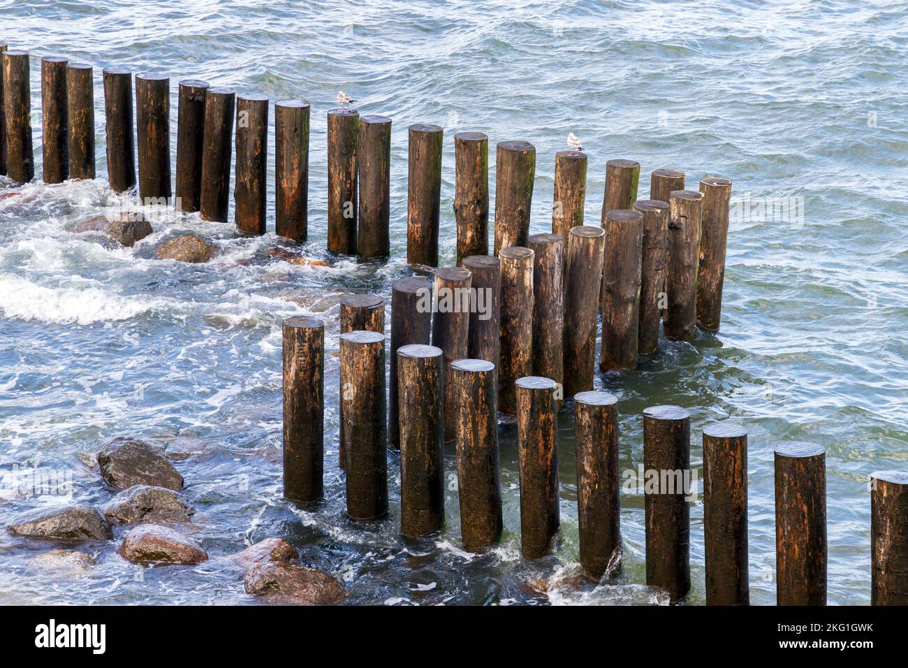 Pilastri in legno come parte di una struttura frangiflutti, costa del Mar Baltico in una giornata di sole estate. Svetlogorsk, Kaliningrad Oblast, Russia Foto Stock