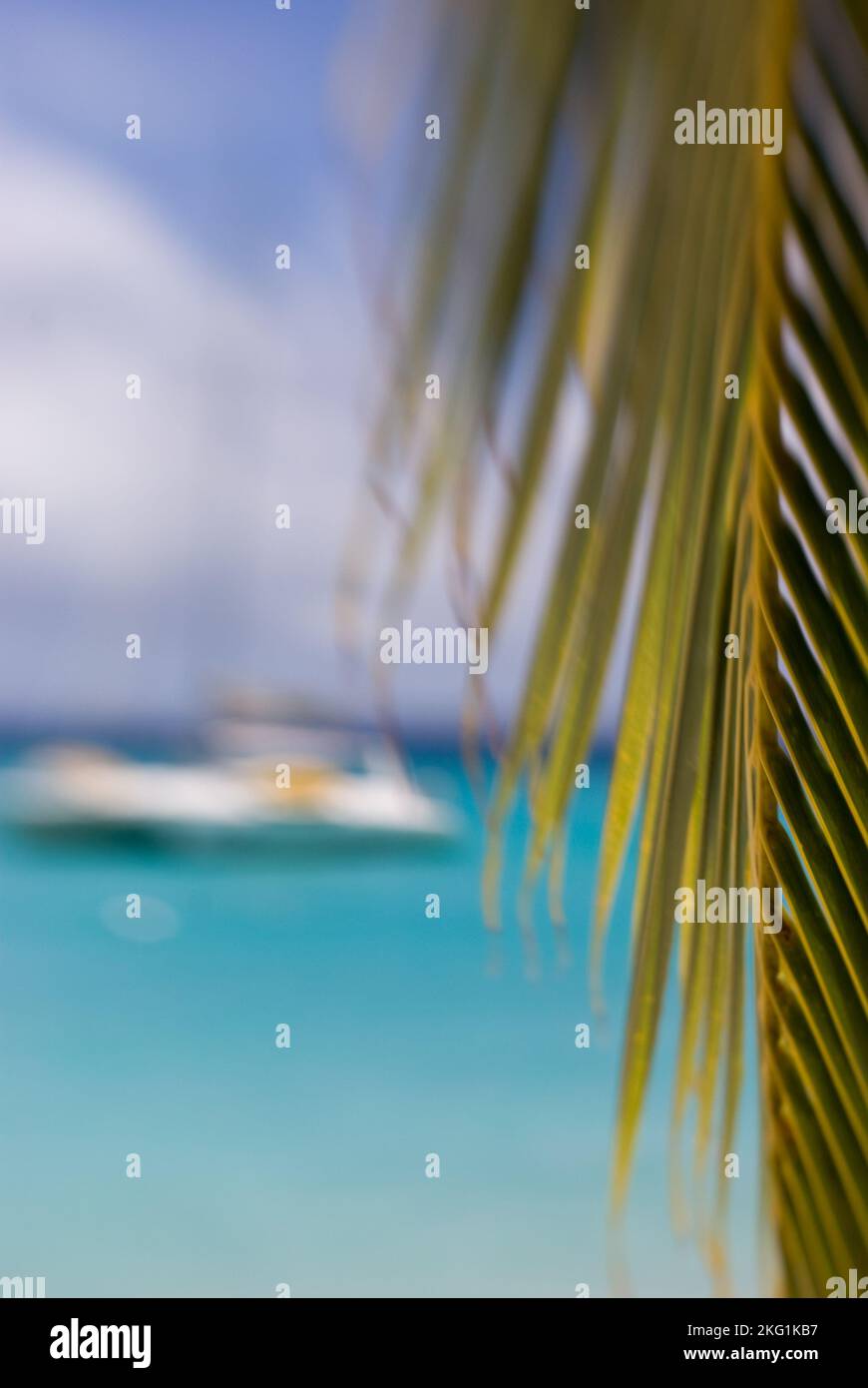 Mare tropicale con albero di palma e barca a vela Foto Stock