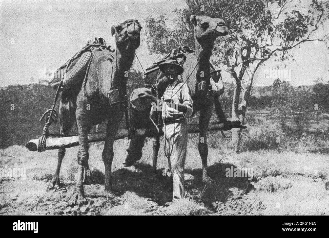 Foto d'epoca del 1900 che mostra un cercatore d'oro utilizzando cammelli per trasportare una primitiva asta di perforazione per individuare la roccia che porta oro nel Nord-Ovest dell'Australia Foto Stock
