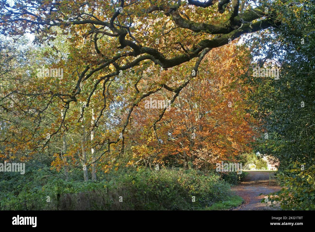 Verdi e marrone di alberi e piante su una piccola corsia di campagna a Kintbury in autunno, Berkshire, novembre Foto Stock