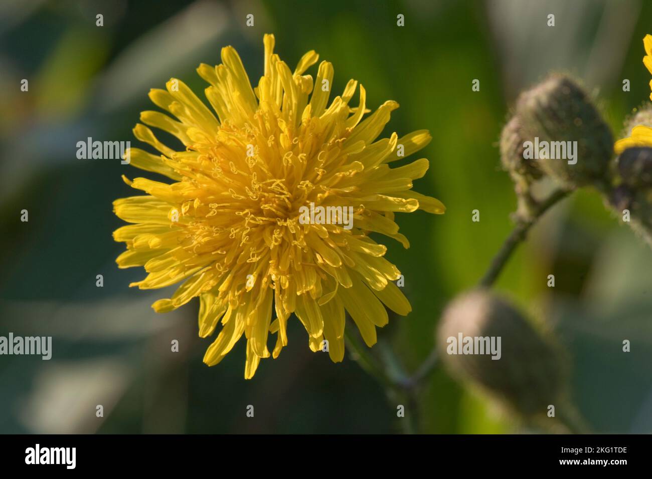 Semovita perenne o semovita di mais (Sonchus arvensis) fiore giallo composito su erbaccia di mais perenne, Berkshire, settembre Foto Stock