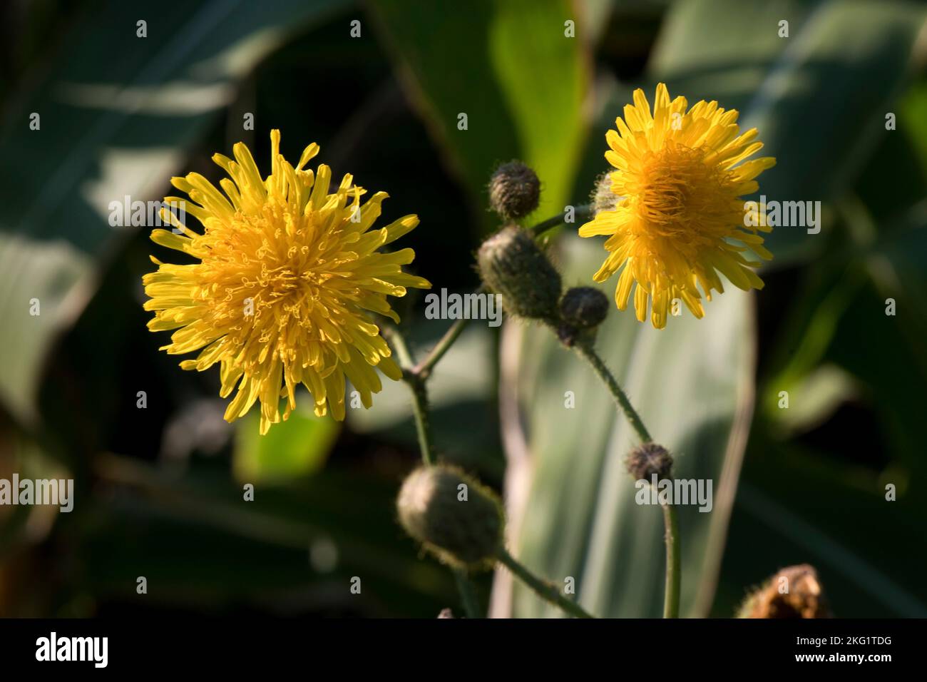 Semovita perenne o semovita di mais (Sonchus arvensis) fiore giallo composito su erbaccia di mais perenne, Berkshire, settembre Foto Stock