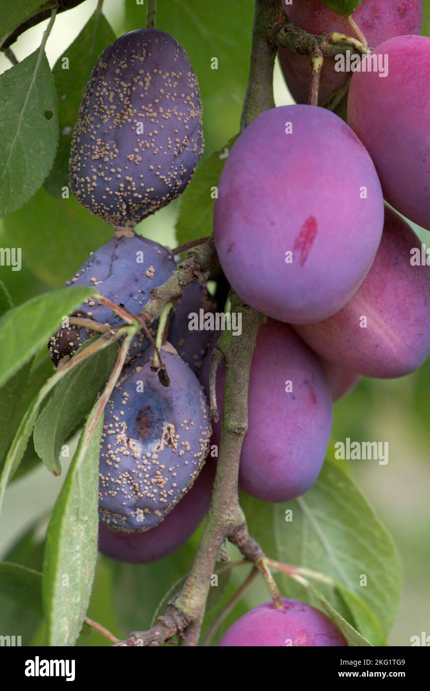 Pustole di marciume brune (Monilinia laxa) che si formano su frutti secondari di prugna viola matura Victoria sull'albero, Berkshire, agosto Foto Stock
