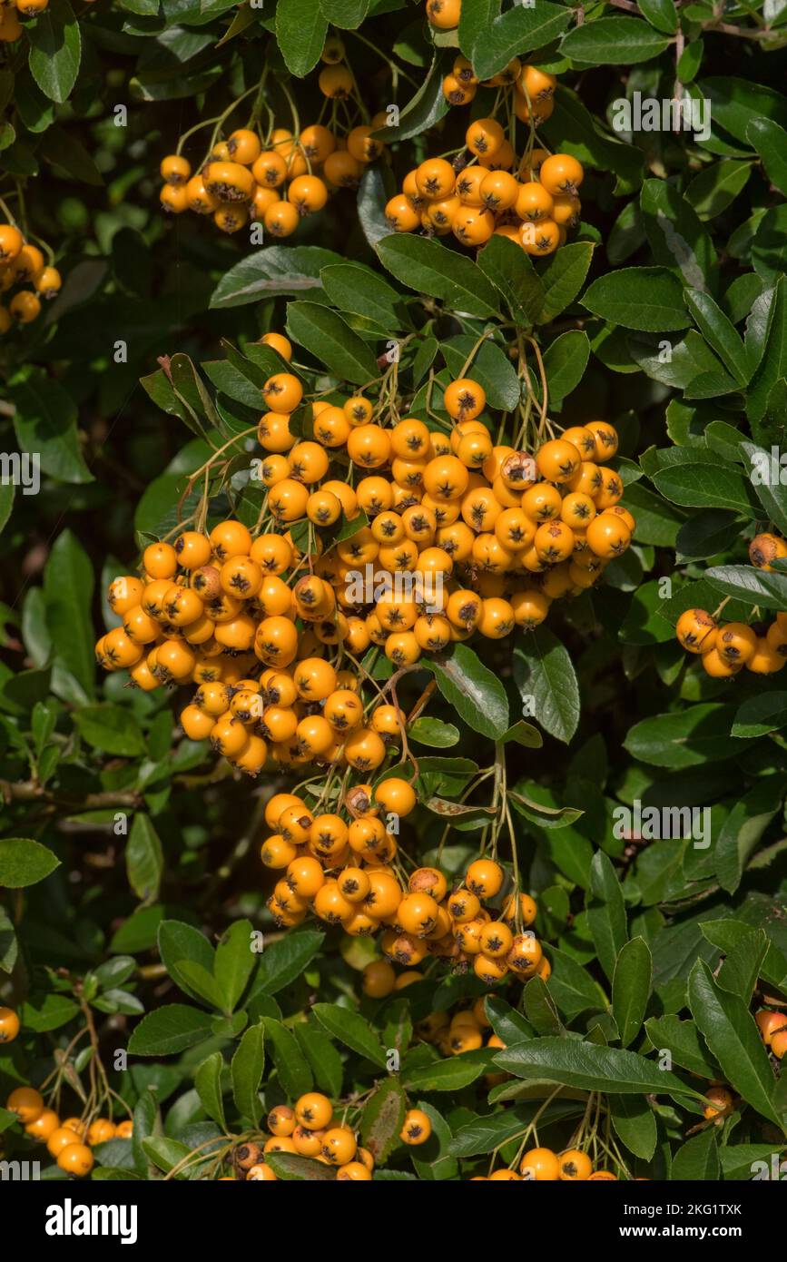 Attraente e profuso giallo-arancio bacca matura come le pomes del fuoco spugnoso (Pyracantha spp.) cespuglio nel giardino di inizio autunno, Berkshire settembre Foto Stock