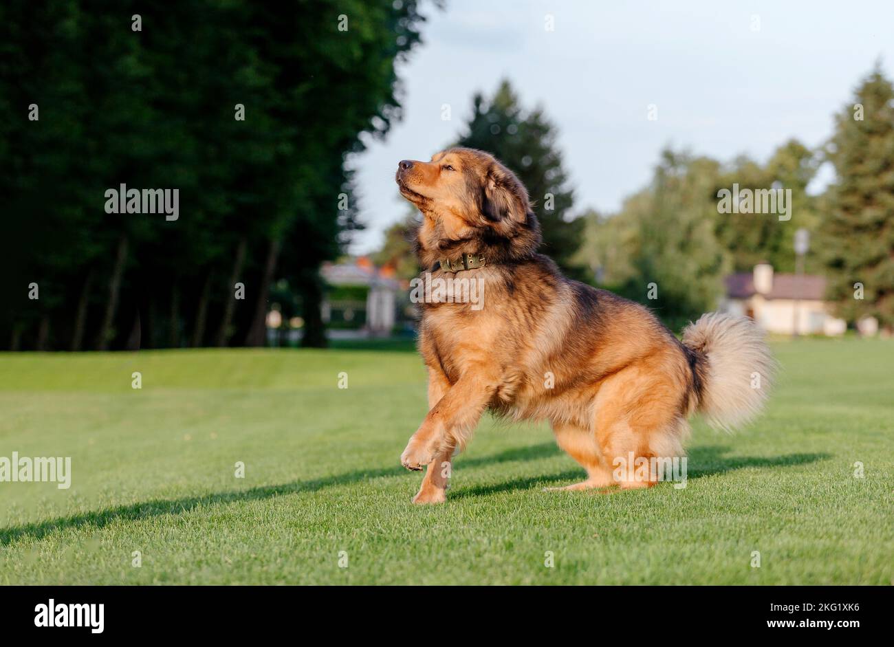 Cane razza Tibetan Mastiff sull'erba in estate Foto Stock