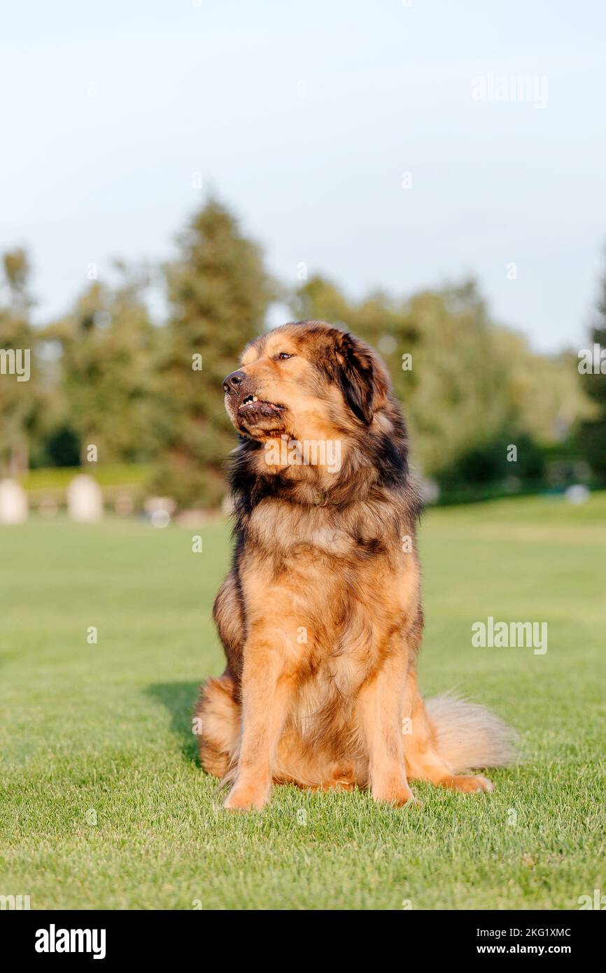 Cane razza Tibetan Mastiff sull'erba in estate Foto Stock