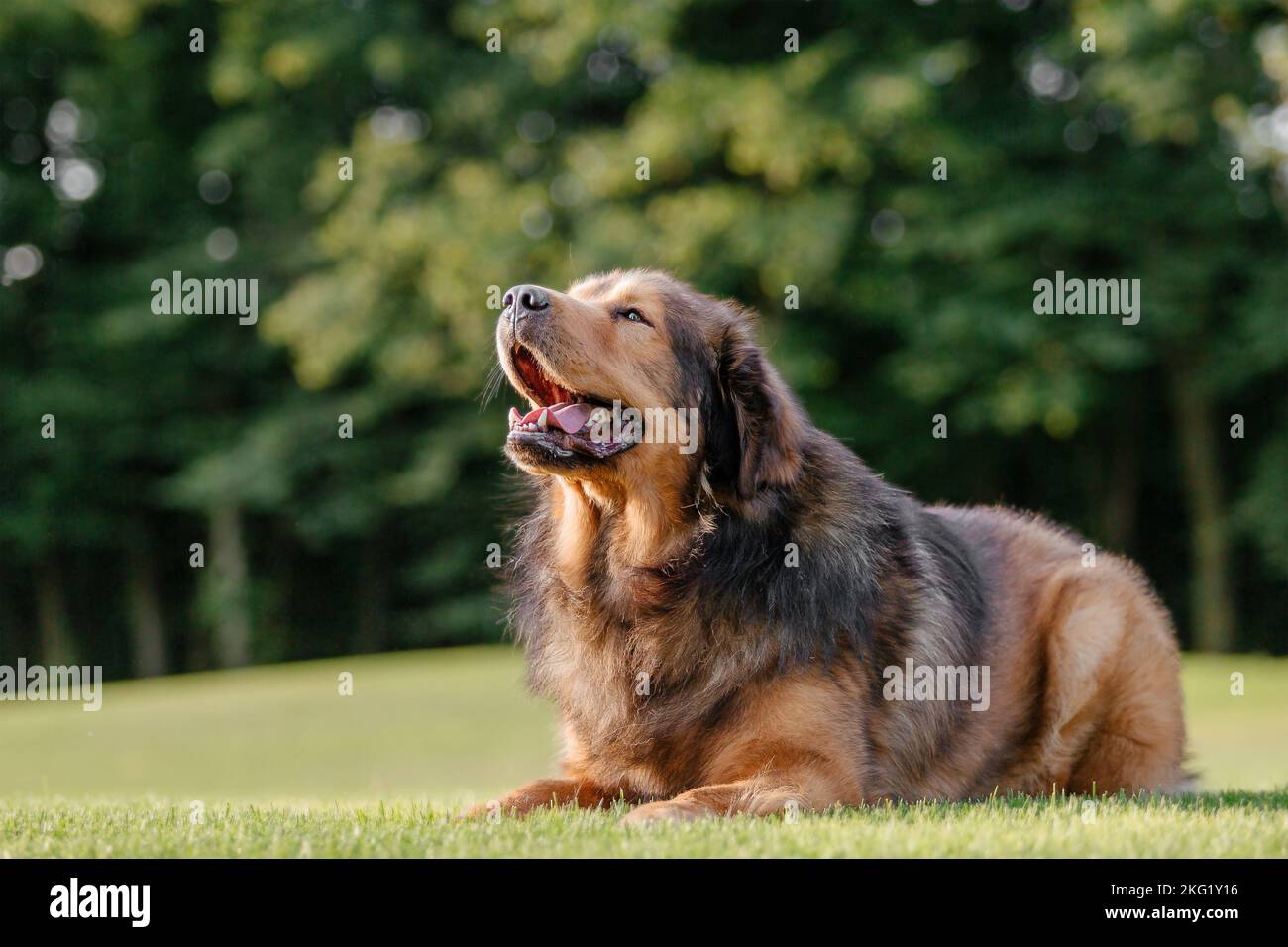 Cane razza Tibetan Mastiff sull'erba in estate Foto Stock