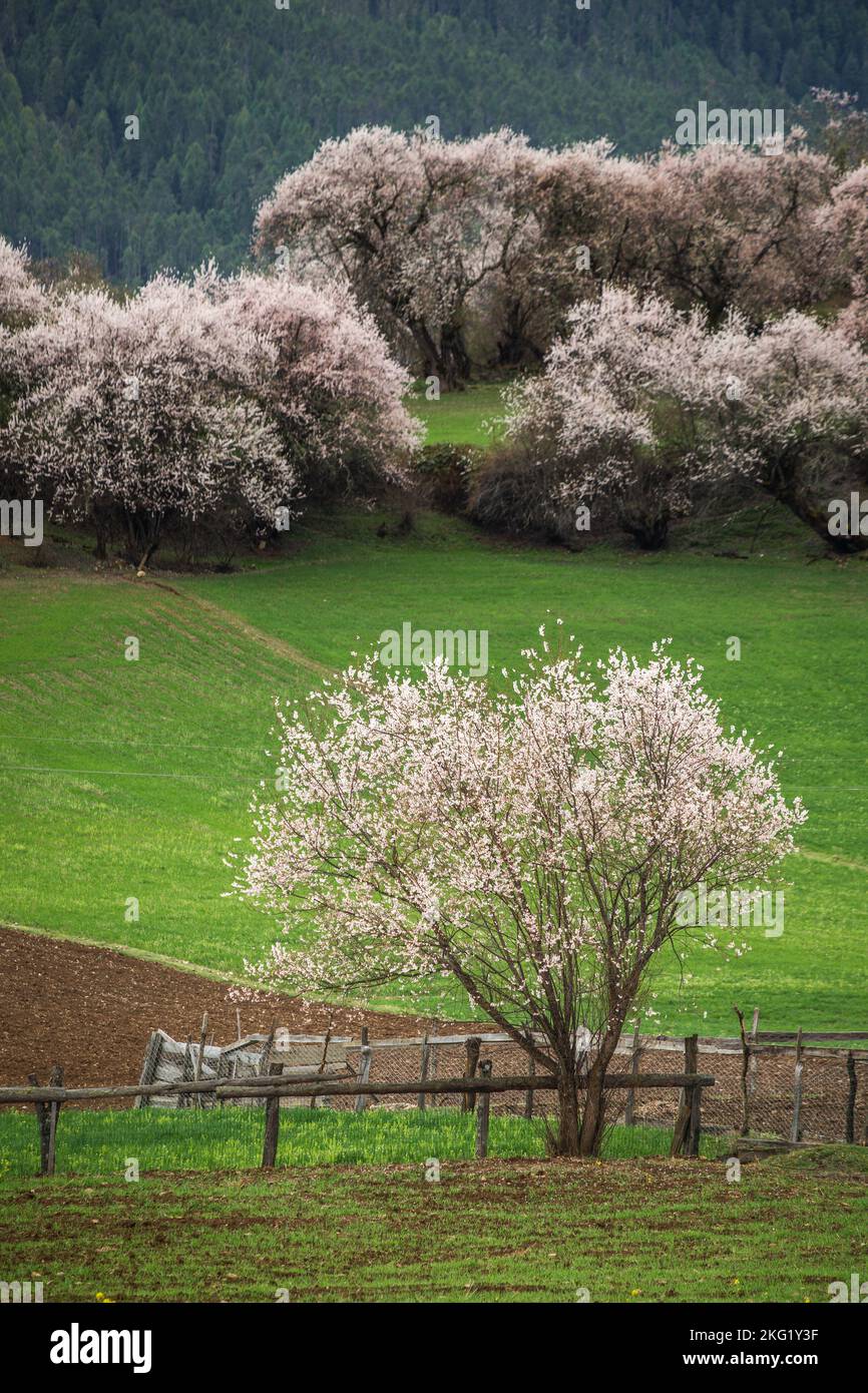 Uno scatto verticale del villaggio di Galang nella contea di Bomi, Tibet Foto Stock