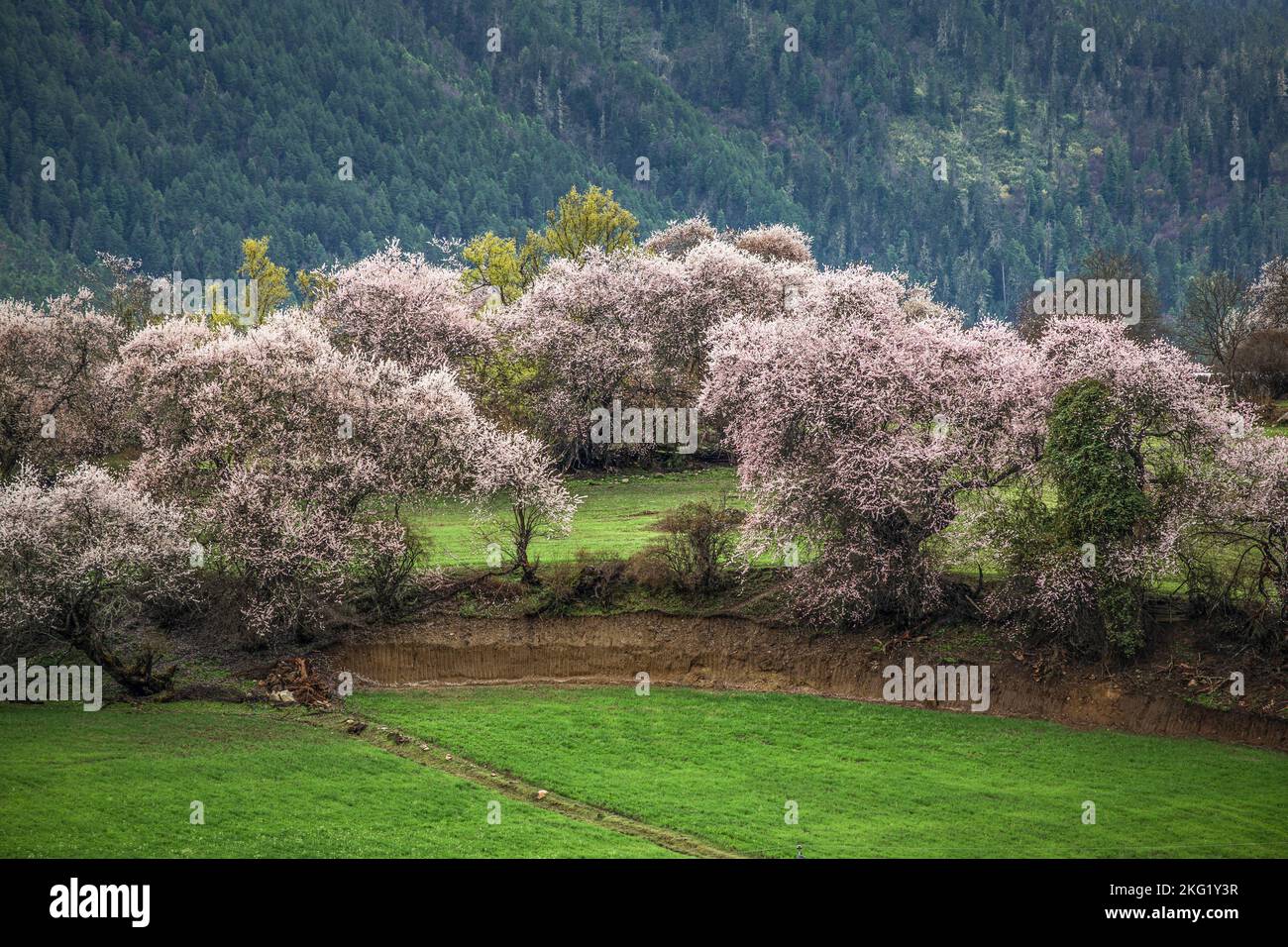 Una bella vista del villaggio di Galang nella contea di Bomi, Tibet Foto Stock
