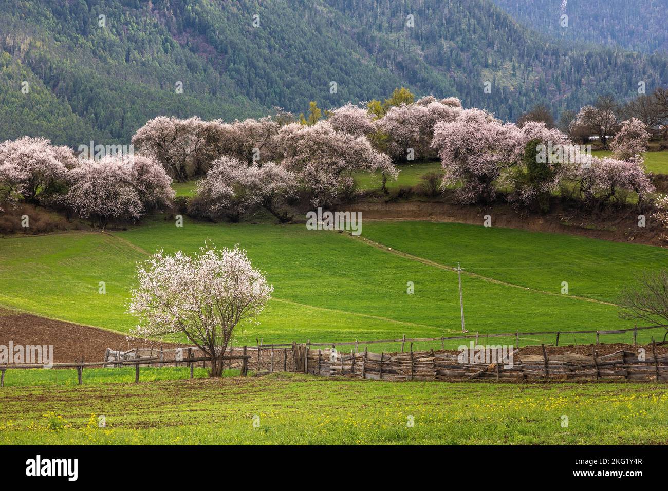 Una bella vista del villaggio di Galang nella contea di Bomi, Tibet Foto Stock