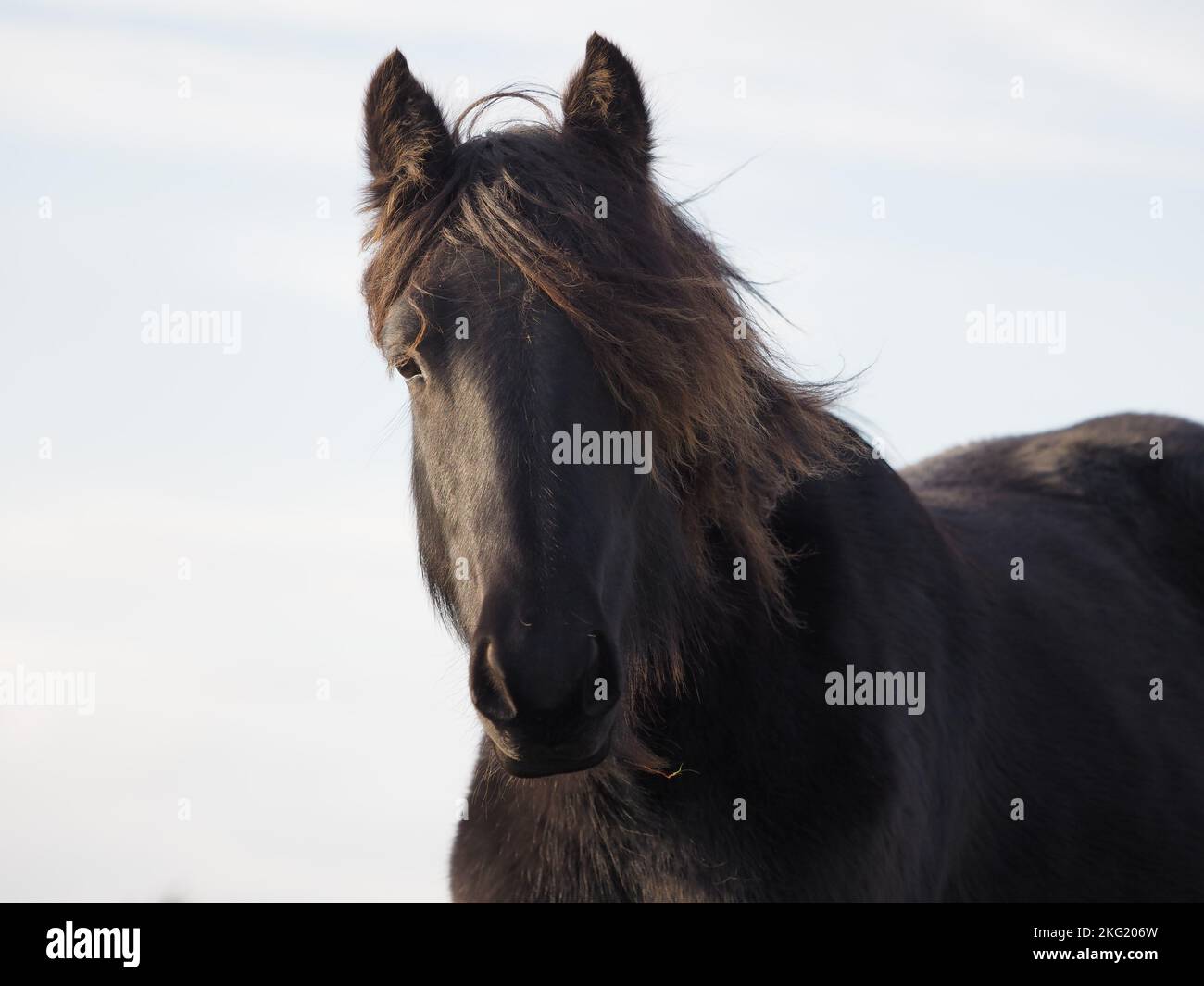 Cavalli selvatici Cumbria Foto Stock