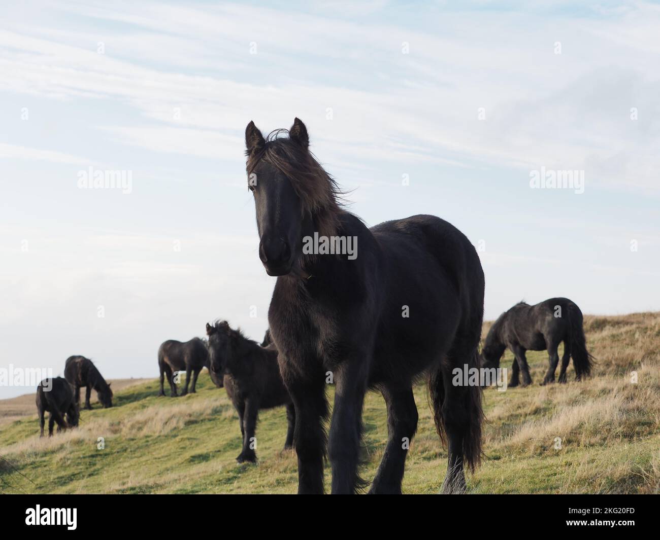 Cavalli selvatici Cumbria Foto Stock