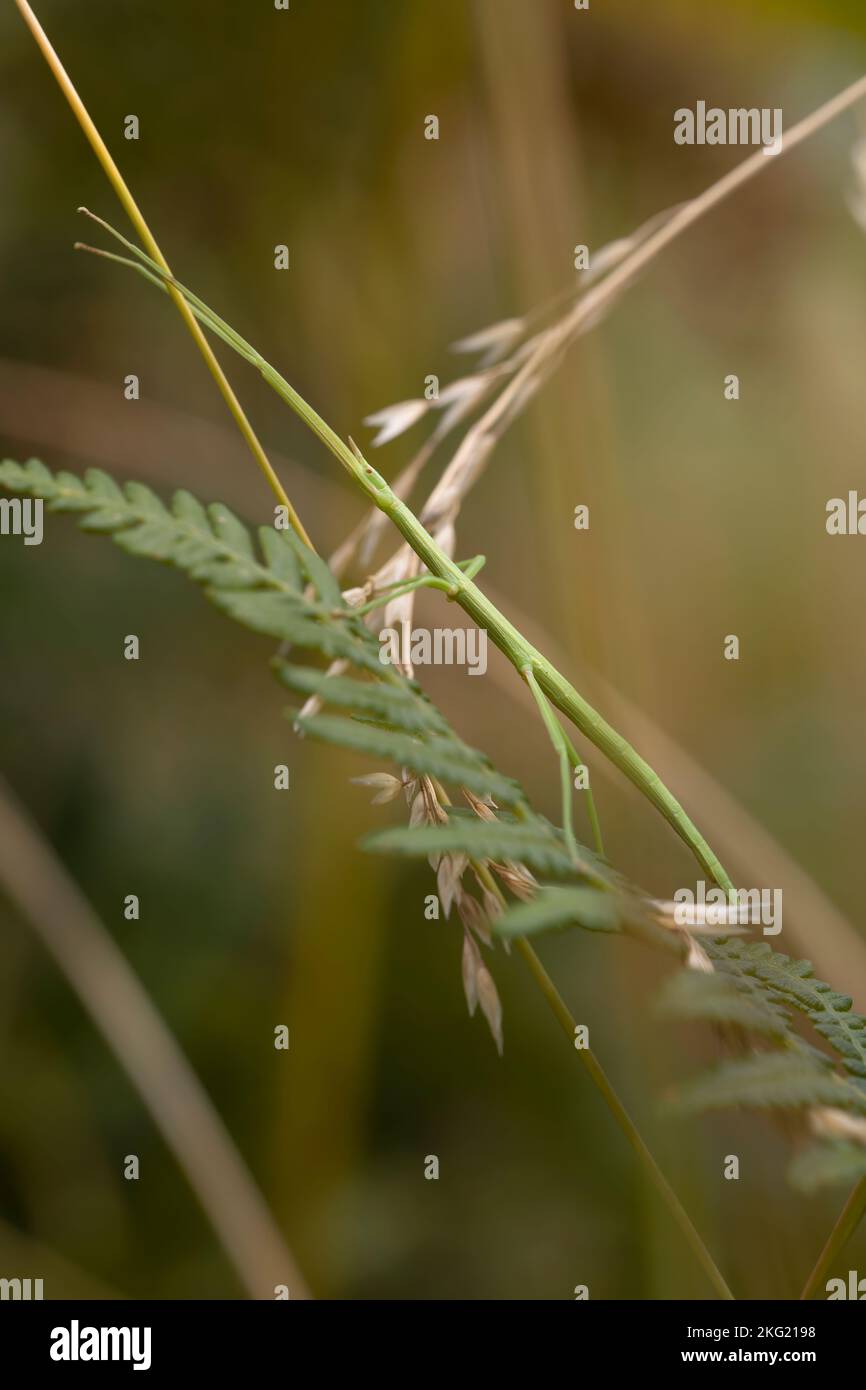 macro natura fotografia di un insetto di bastone nella vegetazione, mimetizzato. fauna selvatica impressionante. spazio di copia Foto Stock