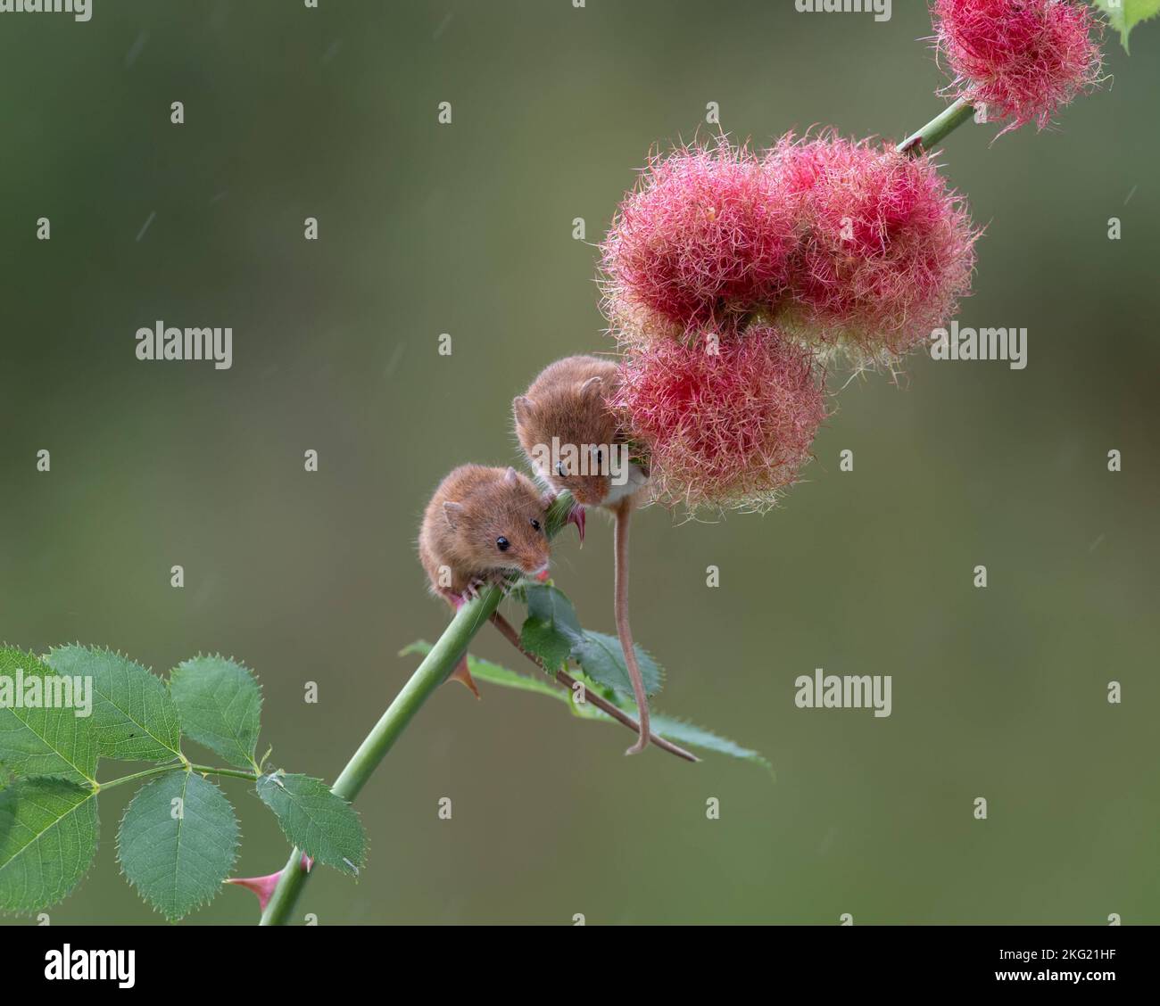 Due topi di raccolta appesi. Dorset, Regno Unito: ADORABILI IMMAGINI mostrano i roditori più piccoli del Regno Unito che bilanciano giocosamente su delicati steli di fiori. In una foto A. Foto Stock