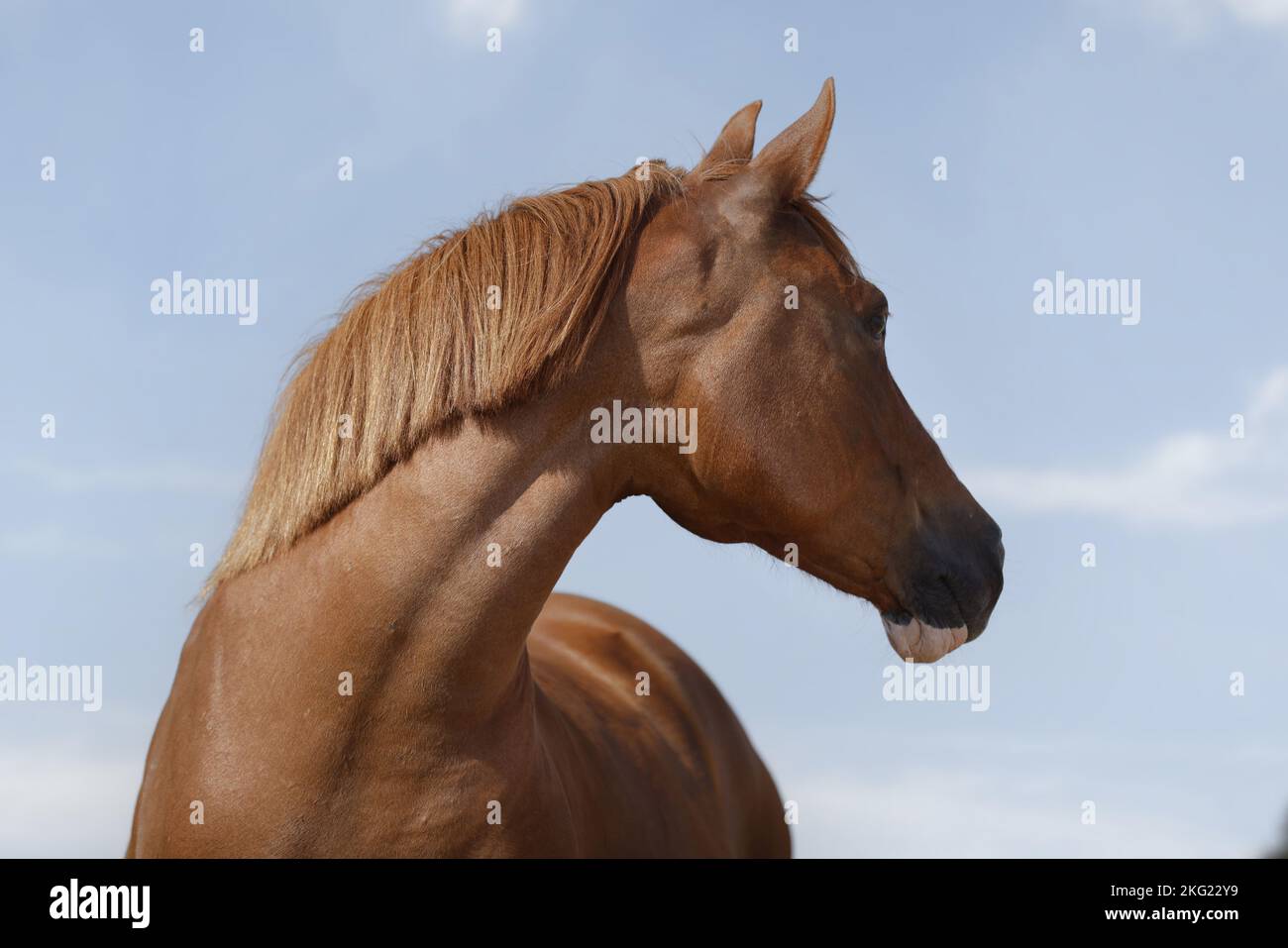 Equitazione tedesca Pony mare Foto Stock