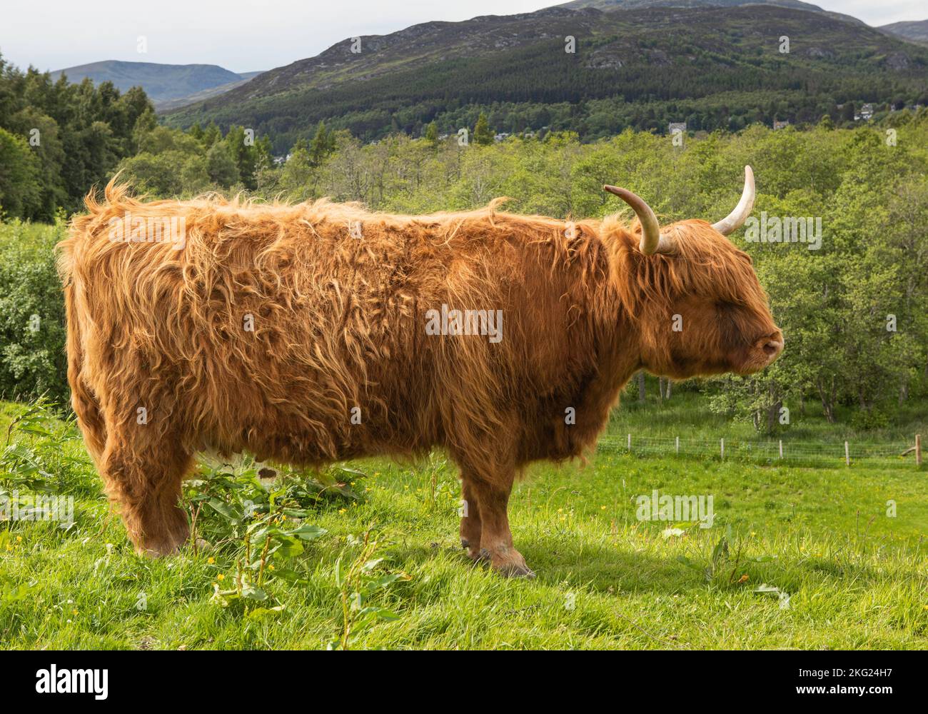 Highland Cattle, presso Ruthven Barracks, Kingussie, Cairngorm National Park, Scozia Foto Stock