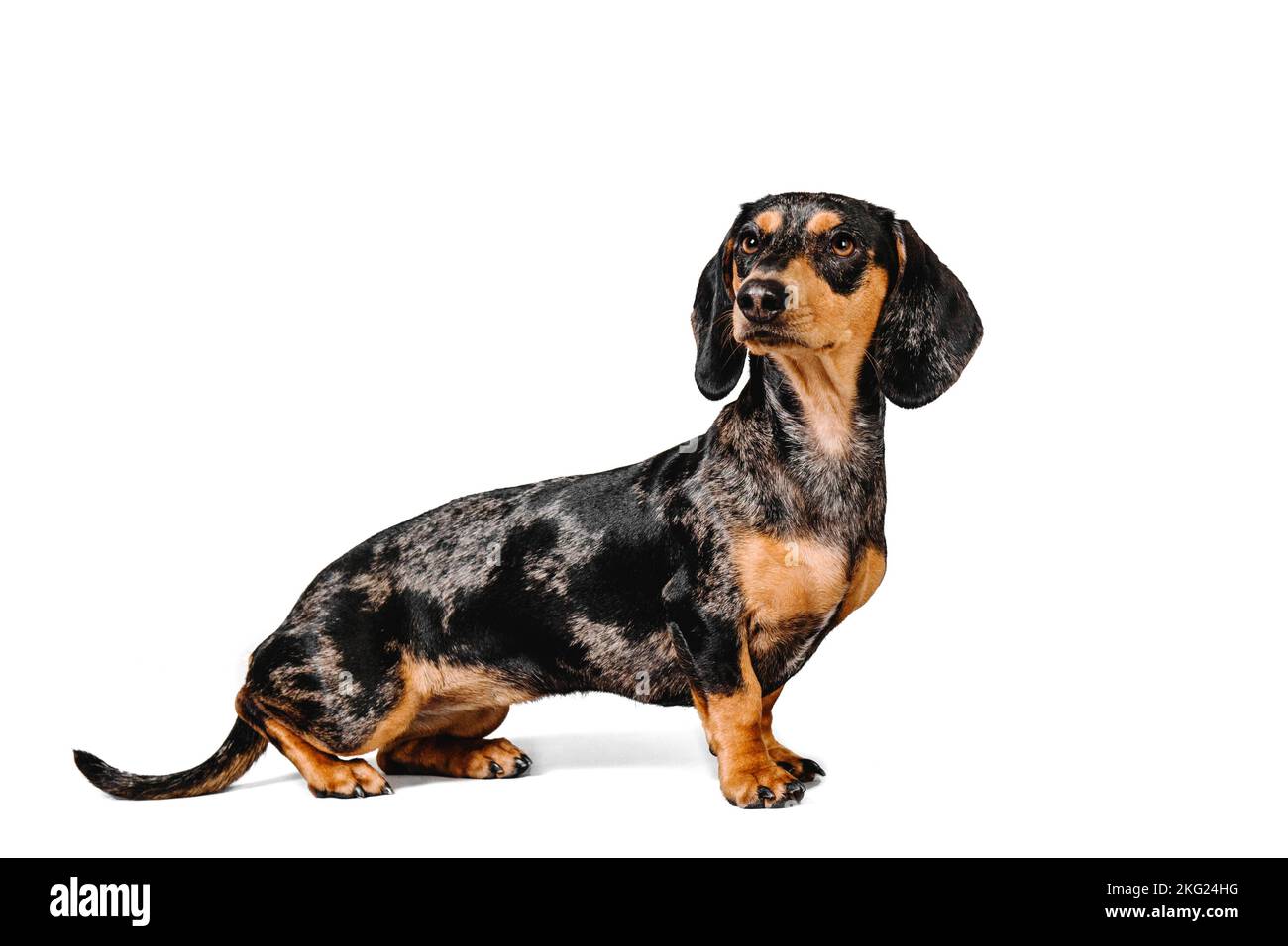 Studio di un adorabile dachshund che si erge di fronte a uno sfondo bianco. Foto Stock