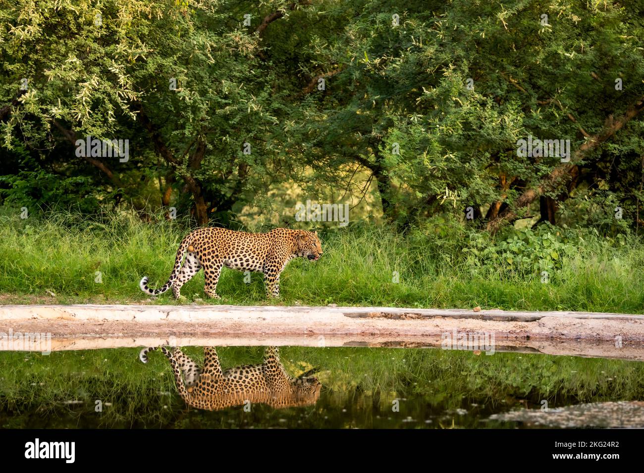 Indiano selvaggio uomo leopardo o pantera a piedi con riflessione alla buca d'acqua durante monsone verde stagione safari all'aperto fauna selvatica a jhalana leopard jaipur Foto Stock