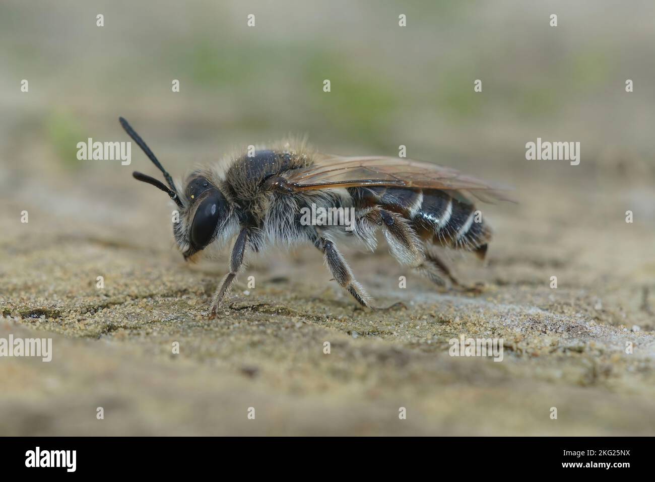 Dettaglio primo piano di un'ape minatrice femminile di colore rosso, Andrena ventralis su un pezzo di legno Foto Stock