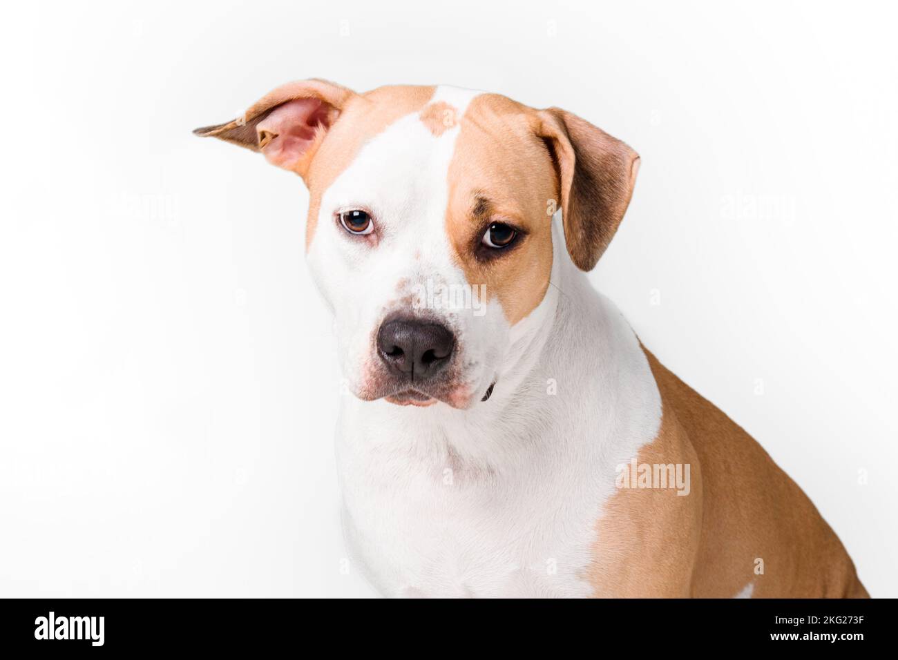 Cane americano Staffordshire Terrier isolato su sfondo bianco Foto Stock