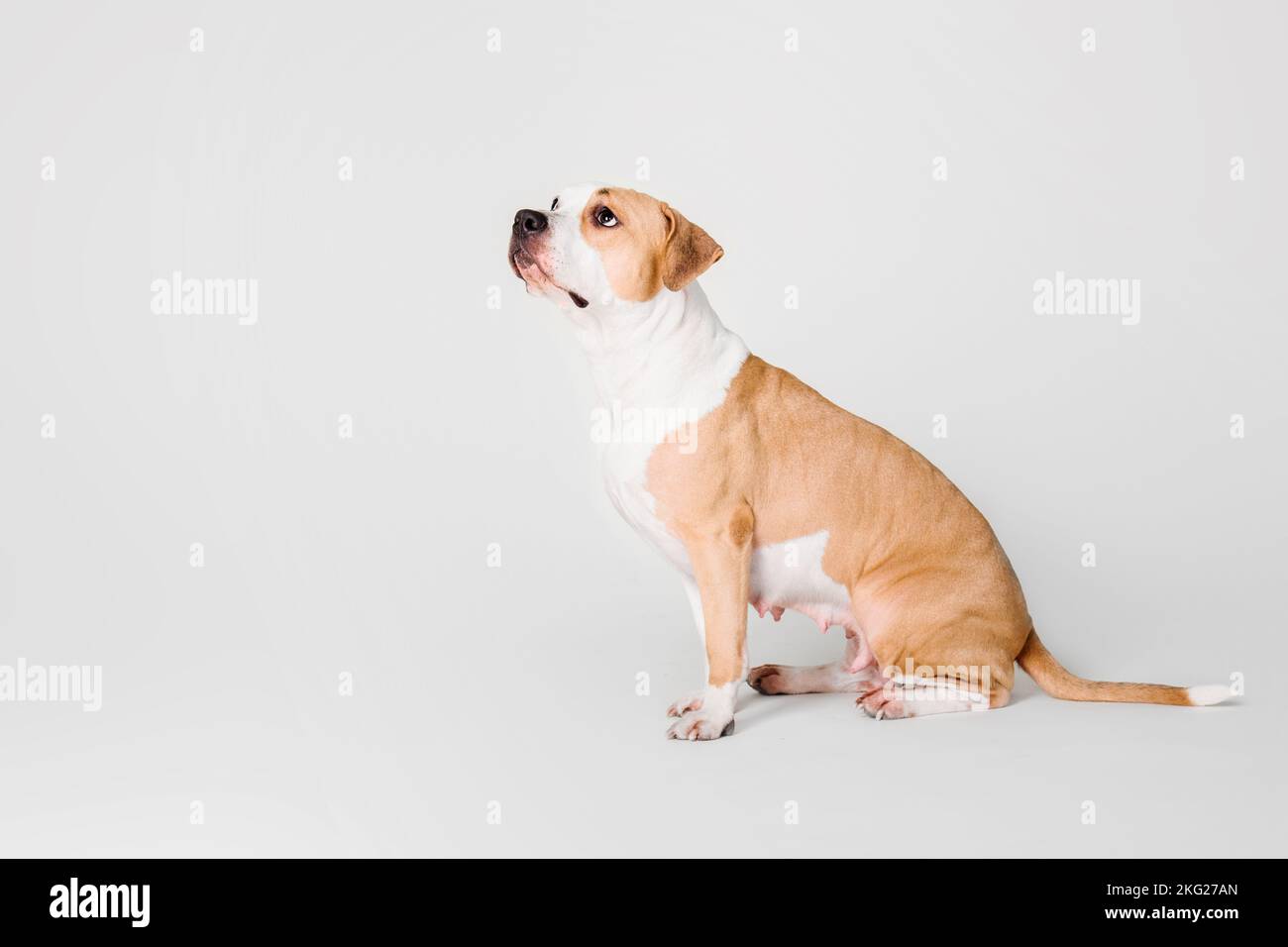 Cane americano Staffordshire Terrier isolato su sfondo bianco Foto Stock