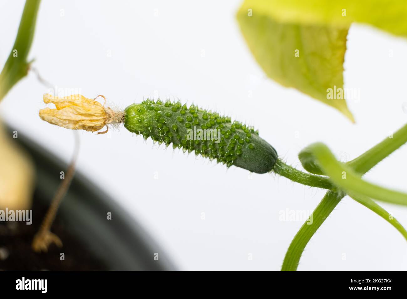 Cetrioli crescenti da semi. Fase 8 - il primo piccolo cetriolo Foto Stock