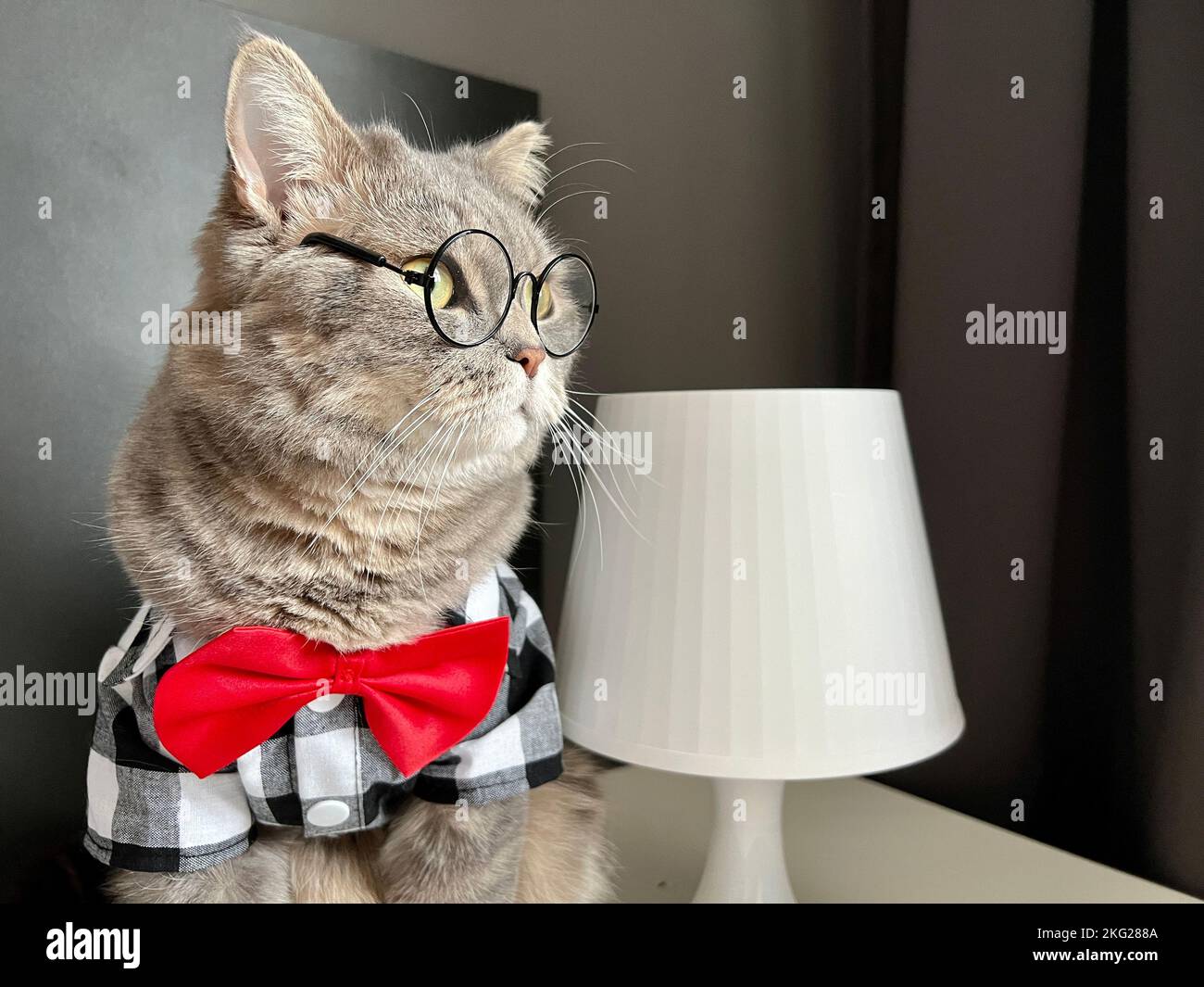 Un gatto grigio scozzese dalle orecchie dritte con occhiali, una camicia bianca nera e una cravatta rossa in vacanza sembra un capo. PET in un appartamento moderno e accogliente Foto Stock