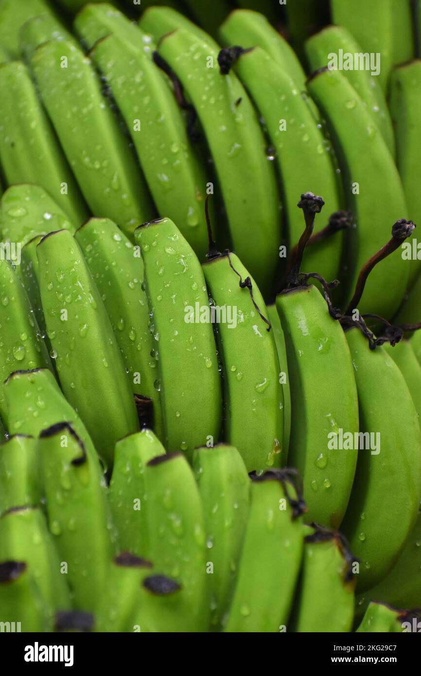Frutti di banana non maturi bagnati con gocce d'acqua. Una delle colture frutticole più importanti del mondo. Foto Stock