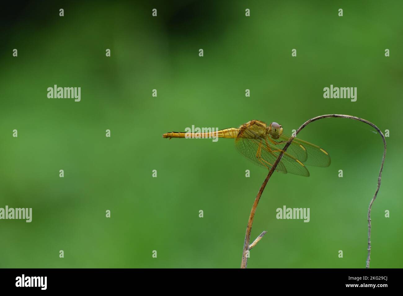 Un aliante che pervana riposa su un bastone ricurvo contro lo sfondo bokeh. Pantala flavescens Foto Stock