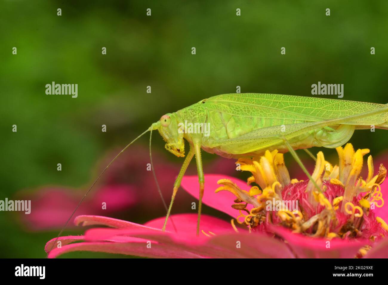 Verde katydid sole bagno su fiore zinnia Foto Stock