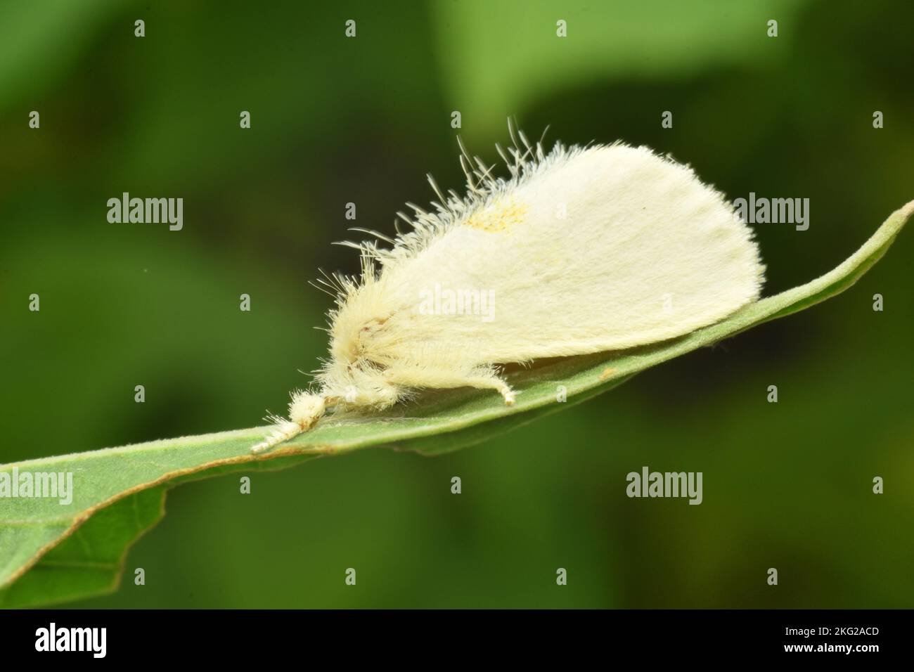 Falce di pelliccia bianca appoggiata su una foglia verde Foto Stock