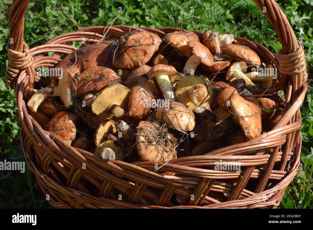 Cestino completo di suillus burro, funghi raccolta autunno Foto Stock