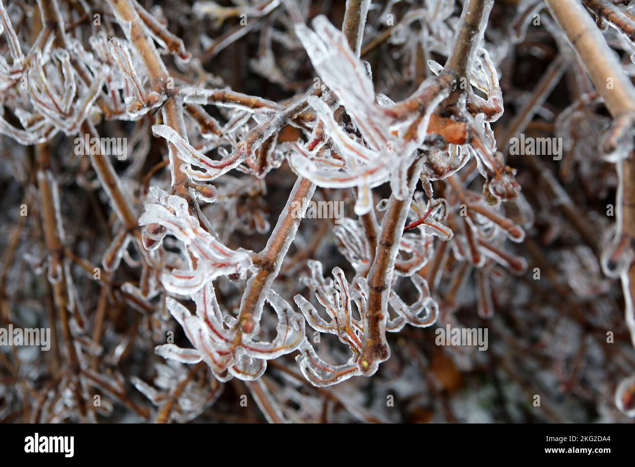 LUBNY, UCRAINA - 19 NOVEMBRE 2022 - il ghiaccio copre i rami di un cespuglio, Lubny, regione di Poltava, Ucraina centrale. Foto Stock