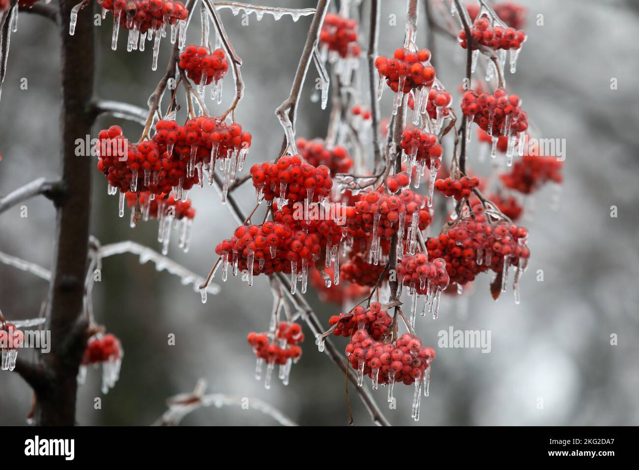 LUBNY, UCRAINA - 19 NOVEMBRE 2022 - il ghiaccio copre le bacche di un rowan, Lubny, regione di Poltava, Ucraina centrale. Foto Stock