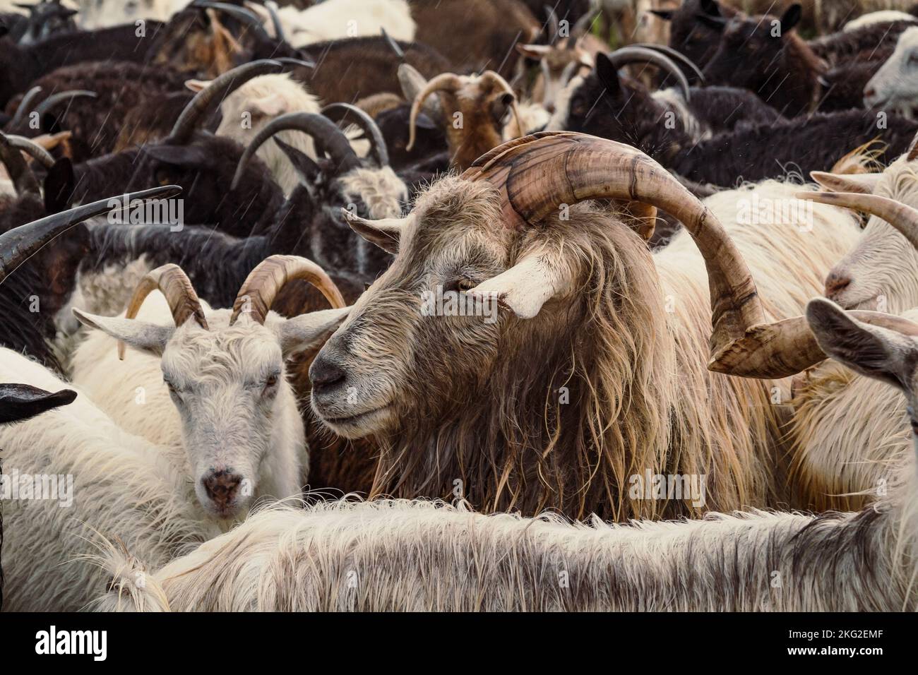 Primo piano marrone capra concetto foto Foto Stock