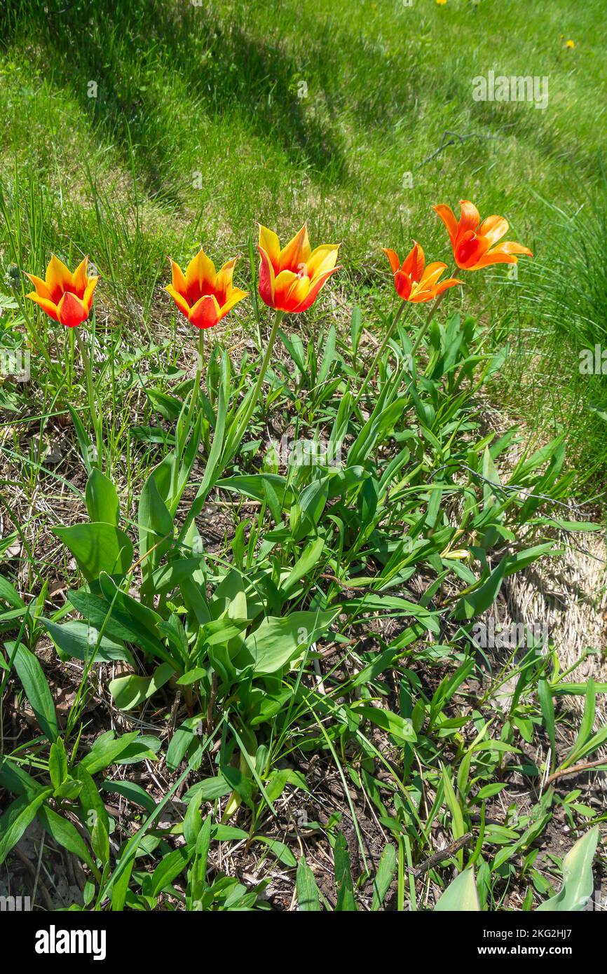 Un letto con tulipani luminosi su un terreno giardino recentemente attrezzato Foto Stock