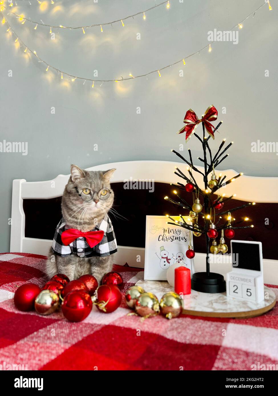 Il gatto grigio dritto scozzese a casa sul letto stesso celebra un felice Natale e Capodanno in una camicia e cravatta rossa, un albero decorativo decorato di Natale il 25 dicembre 2023. Foto Stock