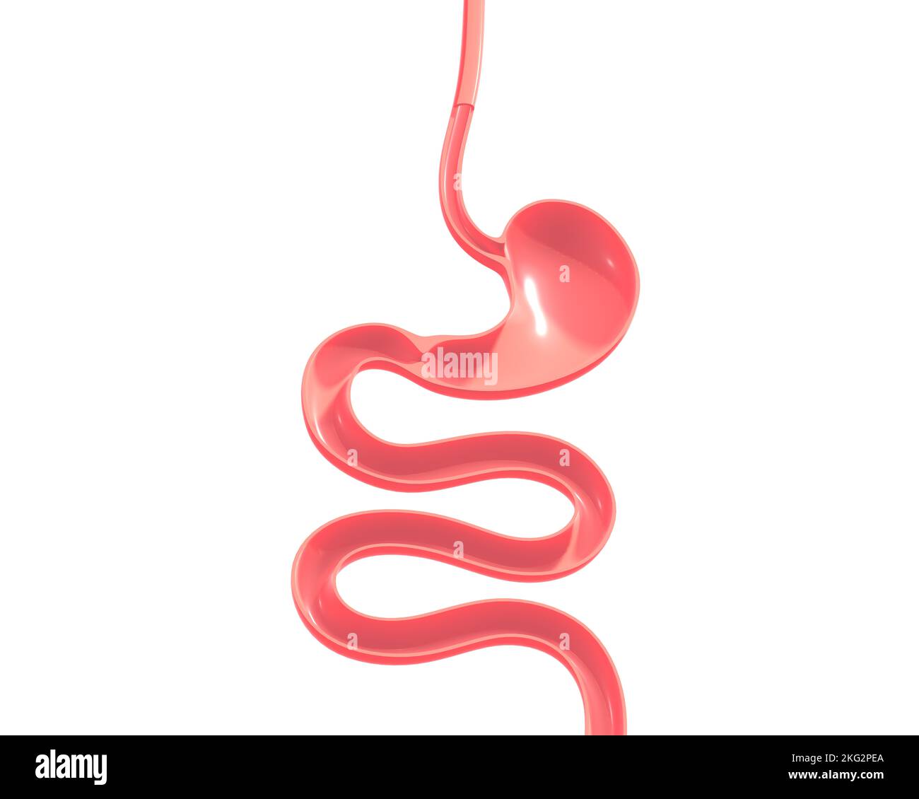 3d illustrazione del sistema digestivo umano. Dall'esofago all'intestino tenue, mostrando l'interno anatomico. Foto Stock