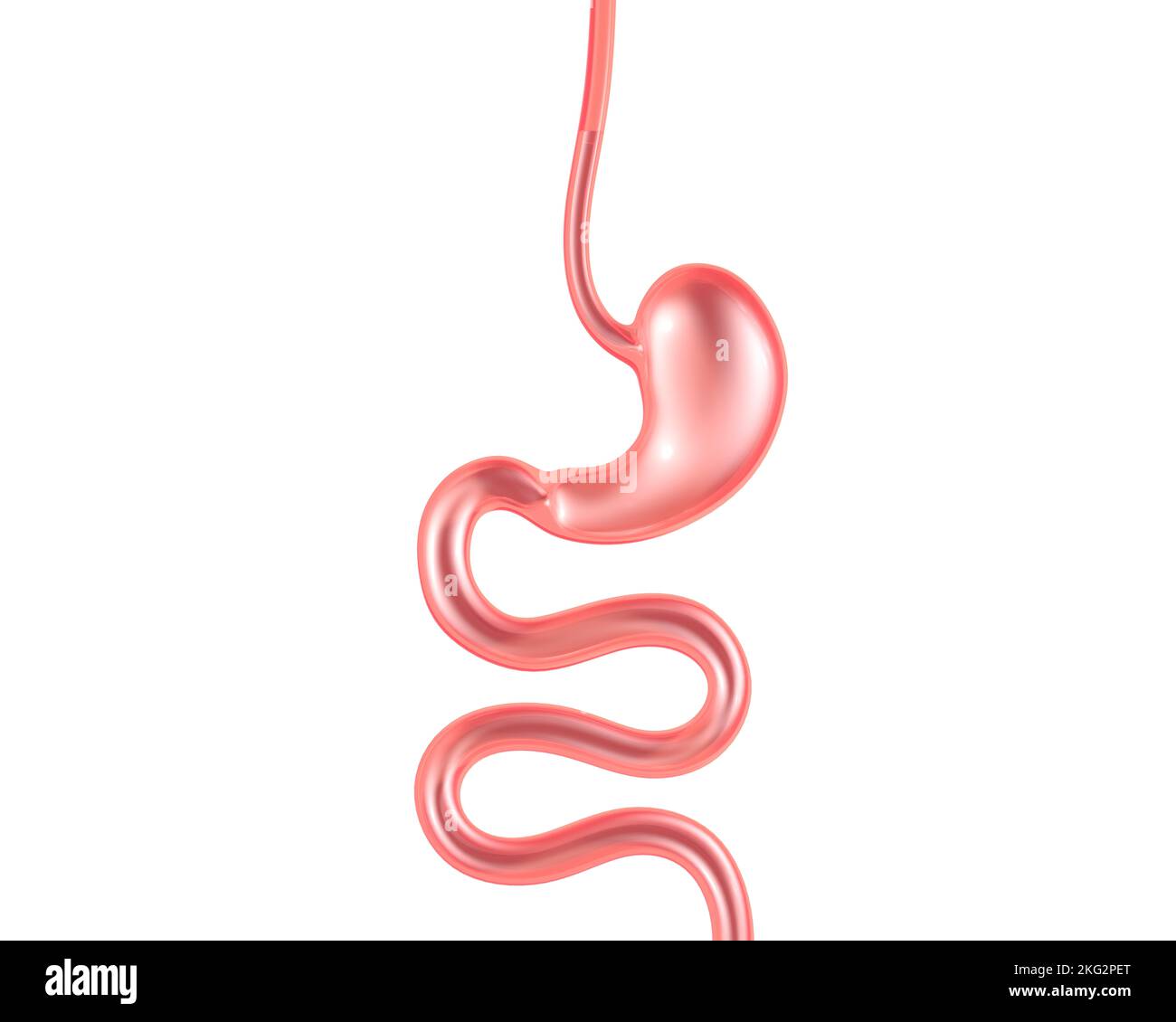 Vetro trasparente 3D illustrazione del sistema digestivo. Anatomia dall'esofago e dallo stomaco all'intestino tenue. Foto Stock