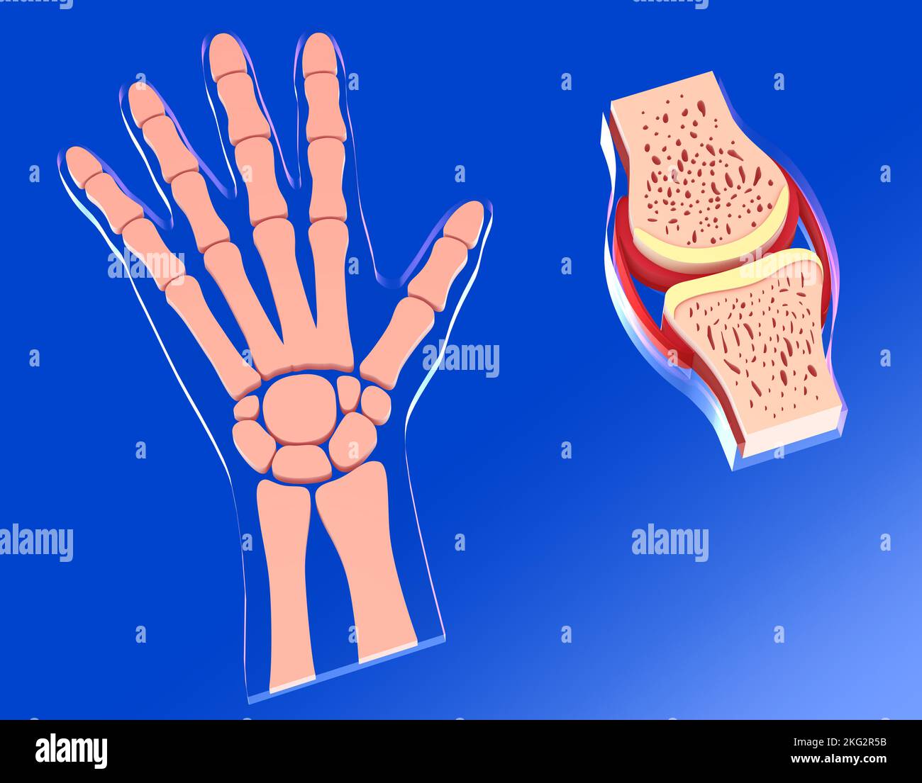 3D illustrazione dell'articolazione sinoviale accanto alla mano e alle sue ossa. Rappresentazione grafica di ossa e cartilagine su sfondo blu a gradiente. Foto Stock