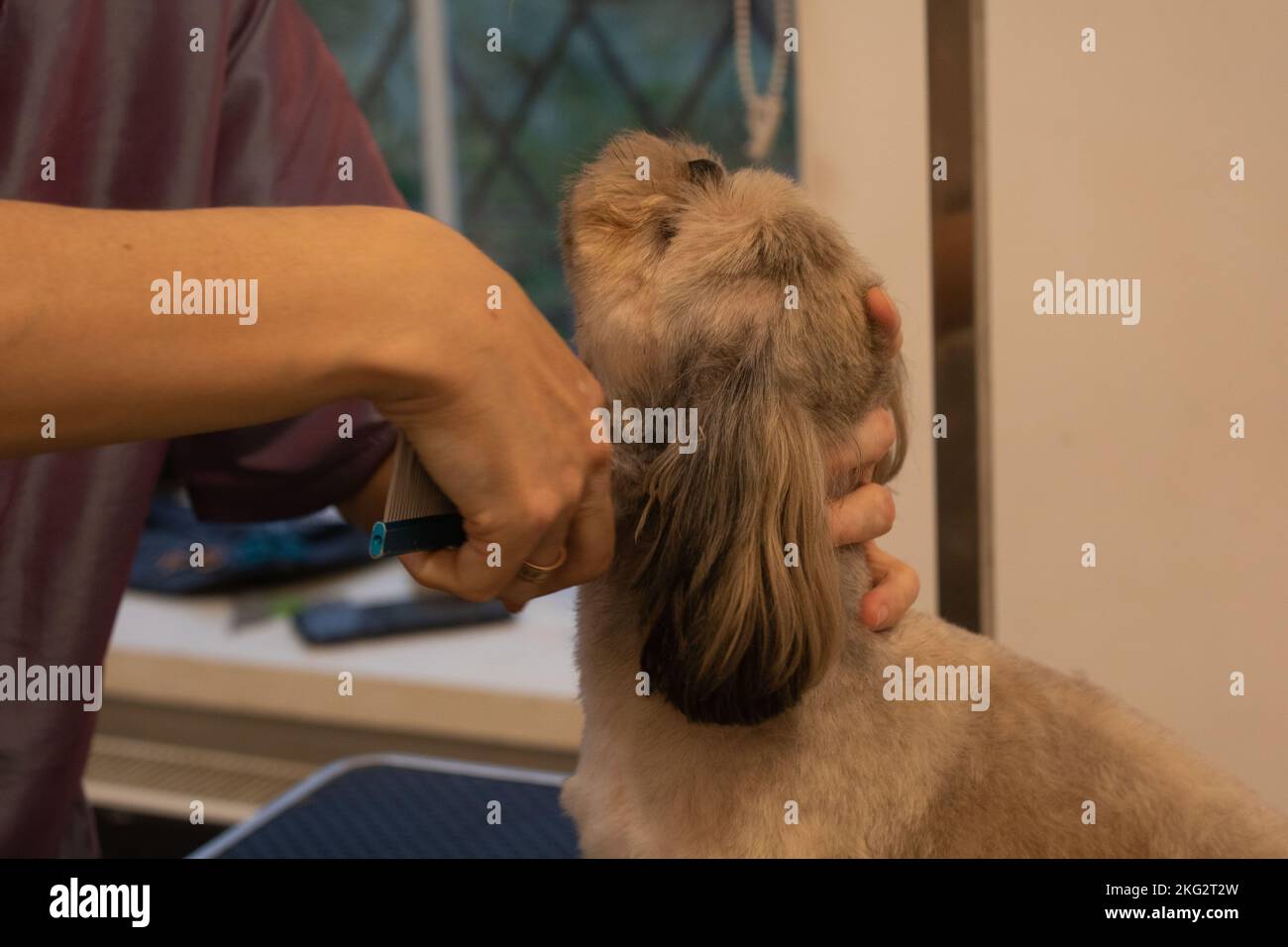 foto della cura del cane nel salone Foto Stock