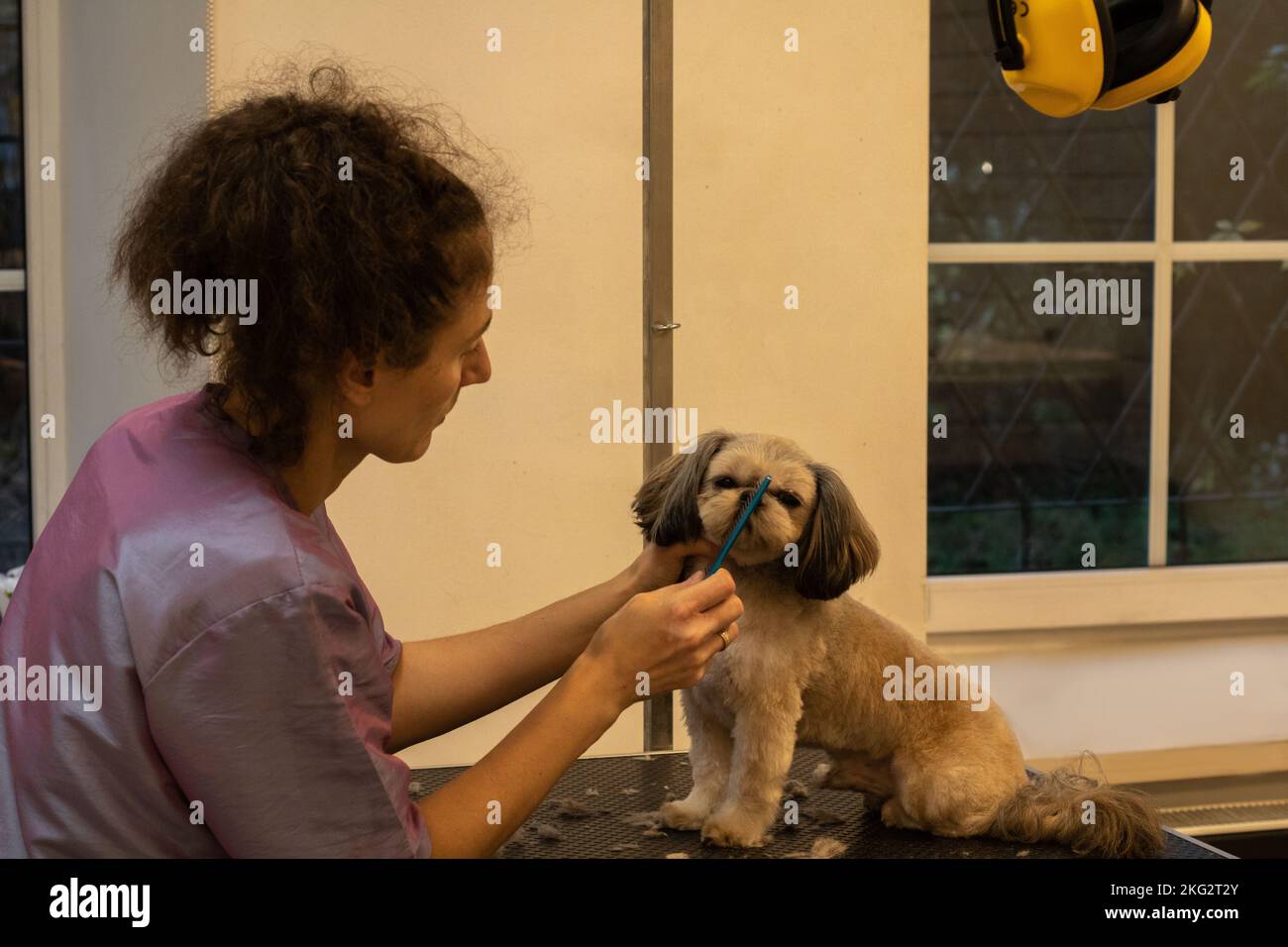 foto della cura del cane nel salone Foto Stock